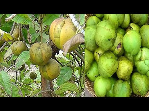 Elephant apple farming -Dillenia indica / Chulta / Chalta