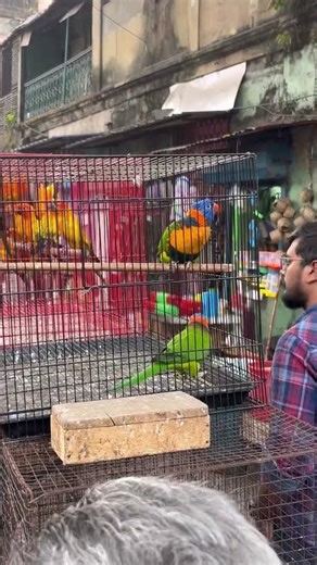 Rainbow Lori Parakeets – Nature’s Most Colorful Birds! 🌈🦜 #shorts