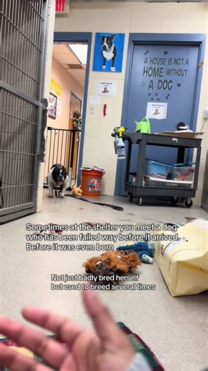 All Adopted Animals Found Loving Homes