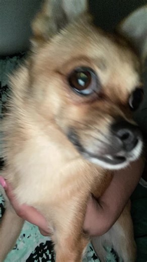 🩻💗JuniUni💗🩻 (@xxjune_bugxx)’s videos with original sound - lukeydumper