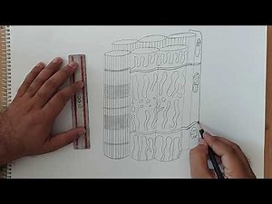 Transverse (T) tubule–sarcoplasmic reticulum system I human anatomy diagrams
