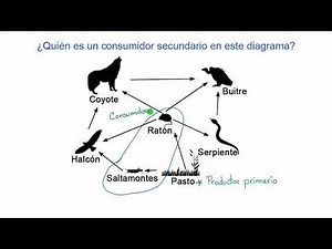 Example of food web role identification | Khan Academy in Spanish