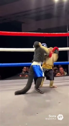 Monkey fighting his opponent #foryou #monkey #boxing #monkey #fyp #fypシ #monkeyboxing