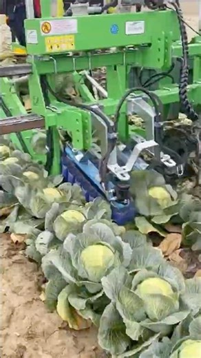 Automatic Cabbage Harvester Gently Uproots with Precision! 🥬🤖