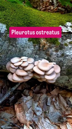 Pleurotus ostreatus - istridye mantarı yenilebilir , tıbbi mantarlardan biridir 🍄‍🟫🍄‍🟫 #istiridyemantarı #Pleurotus #kavakmantarı #TıbbiMantar #mantarbilimi #mikolojist | Burakhan Kösem