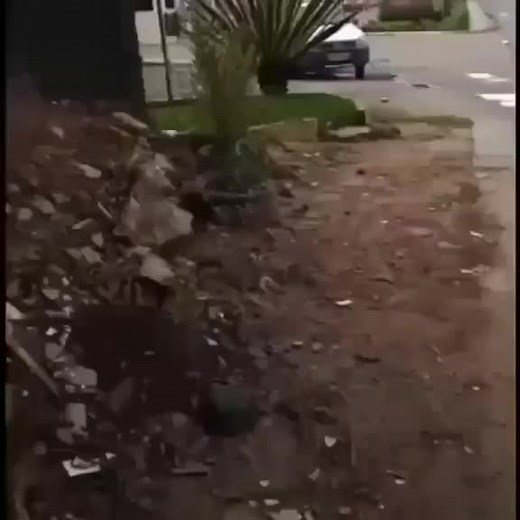 Discover the Unique Lizard in Thermal Imaging