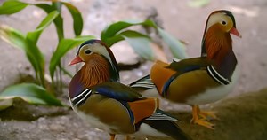 Watch what happens when a mandarin duck drake shows off his bright feathers to a hidden female