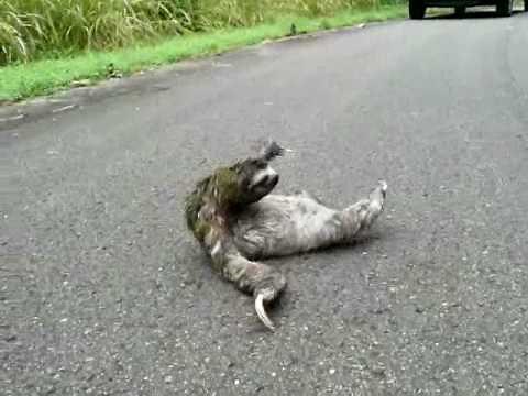 Sloth movie