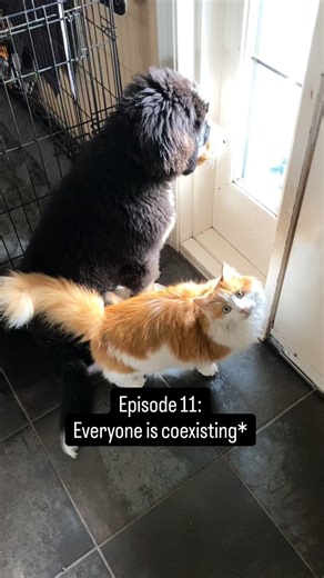 In episode 11 we see that Ginger loved hanging out with Puppy Bernoulli even if it was still 50/50 if she was going to get mauled. She would follow him around and make sure her tail would touch him. Sometimes Bernoulli couldn’t help himself. He was a a goober puppy. | Bunsen Berner
