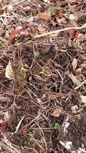 Incredible Metal Detecting Finds Unveiled