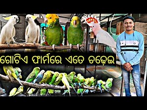 Inside odisha exotic bird breeding farm / rare species & breeding process