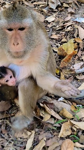 #monkeysr #animal #monkey #animals #mothermonkey #cute