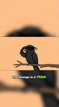 The Sneakiest Thief in the Desert #weirdnature #animalfacts #animalbehavior #wildlife #sciencefacts