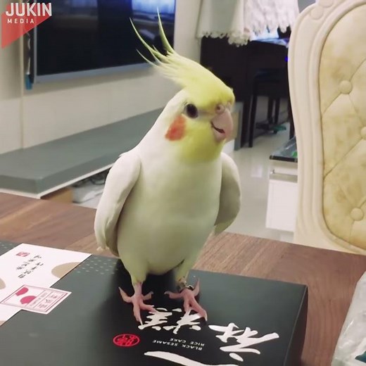 This cockatiel dances better than all of us