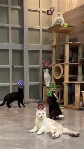 Reaper gets Vuln stack cats #ffxiv #ffxivmeme #mmorpg #memes #finalfantas