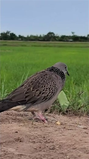 Beautiful Dove Calling Sounds #Shorts #Dove #Birds #Nature #AnimalsKH