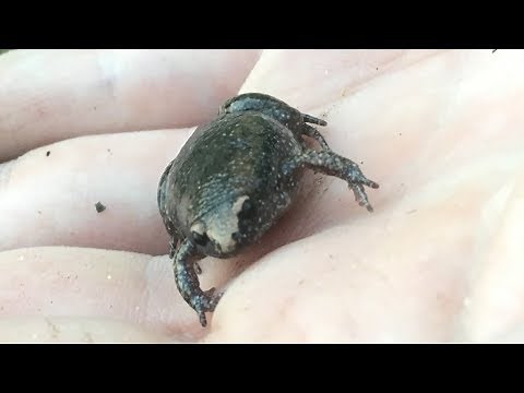 This Tiny Weird Frog Sounds Like a Bleating Sheep