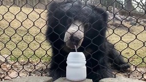 Today's activity is live on our website! We have one for Pre K - 5th grade students and another for 6th - 12th grade students, both of which were put together by our Education Department: http://www.omahazoo.com/zoo-from-home Learn what it's like to be a sloth bear! Not only are sloth bears the only bear to routinely carry their cubs on their back, they have the fantastic ability to find insects. Sloth bears can close their nostrils tightly to act as a barrier from the insects they suck up. This