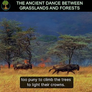 8.7K views · 173 reactions | We’ve been told that planting trees is the key to saving the planet—but what if that’s only half the story? Some landscapes were never meant to be forests, and covering them in trees could do more harm than good. The real solution lies in understanding the delicate balance that has sustained life on Earth for millions of years. | Sustainable Human | Facebook