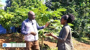 5.8K views · 127 reactions | STARTING A CATFISH FARM AT HOME: How A Prisons Commander Started An Integrated Farm at His Home-Compound | Farming In Africa | Facebook