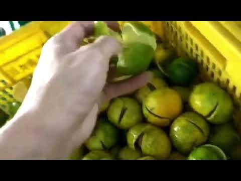Future of Orange Peeling: Bway Automatic Orange Peeling Machine! Get Whole Peel