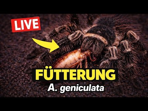 Tiny Venoms Live • Acanthoscurria geniculata (G2) füttern & Community Talk