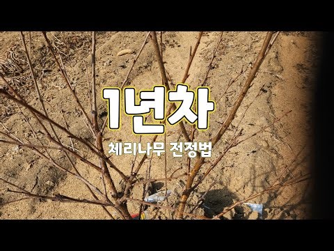 How to prune a first-year cherry tree with multi-branching branches ~ Self-grafting, first year, ...