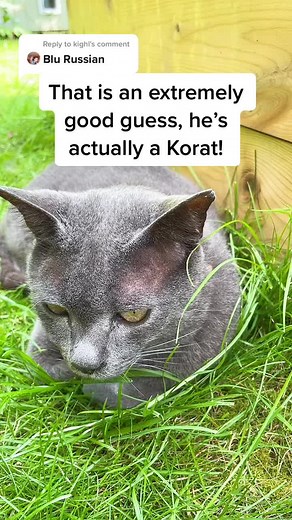Meet the Korat Cat | Cat Breed Guessing Game