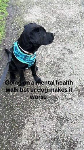 Navigating Life with Stubborn Labs