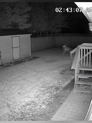 Werewolf attacked dog in backyard #Ghost #werewolf #ghostinbackyard