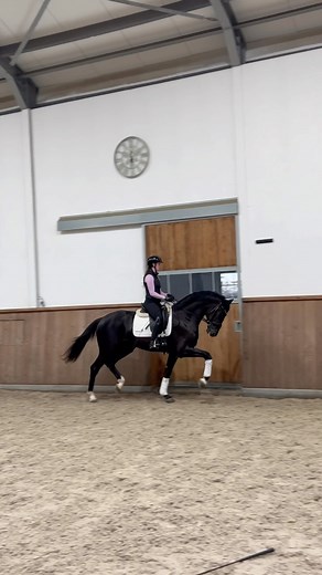 17K views · 165 reactions | New arrival  Secret x Negro - just under saddle #stallion #secret #dressage #blackhorse #equine #secretstallion #horse | Quality Horses | Facebook