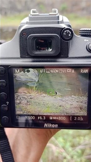 Birds Photography in Nikon D3400 with 70-300mm #shorts #birds #nature #camera