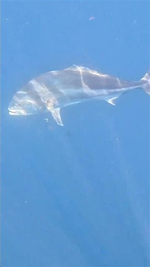 World Record Rooster Fish Tows Kayak