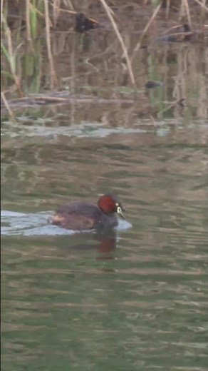 カイツブリの鳴き声
