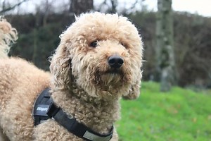 23 charming dogs and puppies searching for forever homes in Liverpool