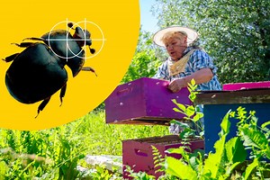 How To Treat Small Hive Beetle [5 Tested Options] Bee Professor