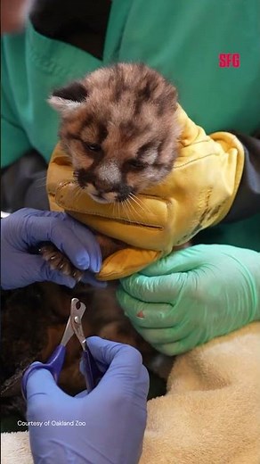 Oakland Zoo rescues 3-week-old mountain lion cub, Crimson