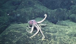 Underwater volcano’s rumblings point the way to improved eruption predictions