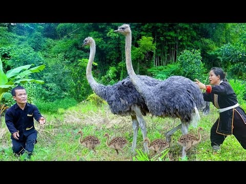 Wild Ostrich Capture by Dwarf Family | Effective Method to Catch 2 Meter Birds