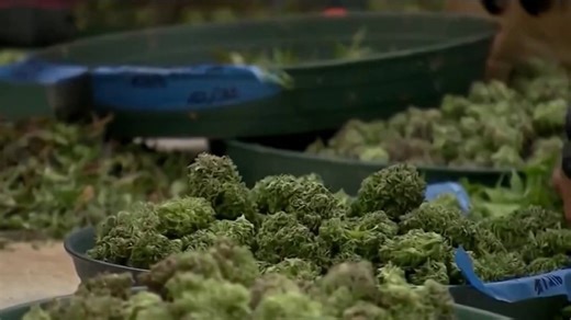 Jersey Shore town looks to legal weed sales to pay for beach repairs