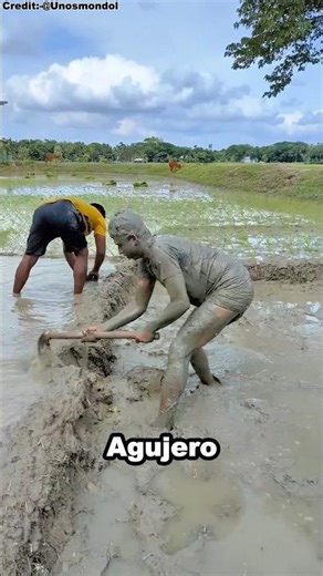 ¡Plan secreto para salvar mi arrozal seco! 💧🌾 #shorts #reels #viralshorts