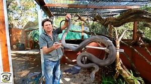 Giant Black Mamba Encounter at Lawnwood Snake & Reptile Park