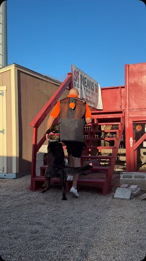 “Robo” - Stair circles. #dogtraining #dog #dogs #stairs #trainingonstairs | Fred Hassen