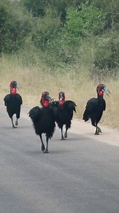 29K views · 1.3K reactions | The African Ground Hornbills know how to...