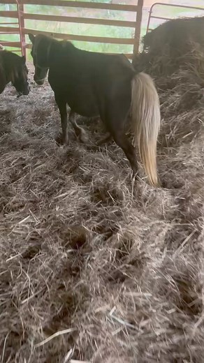 288K views · 5.7K reactions | We had a donor message and cover full bail on the blind (in one eye) mare. If it’s ok with those of you who donated I would like to help this mini. She is said to be pregnant and appears to have locked stifles. I have another cornea ulcer and missed messages about her this weekend. She is only 450 and we can get her a ride here with the mare. Let us know if that’s ok with y’all ❤️. | Rocking R Ranch and Rescue, Inc. | Facebook