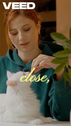 The Laptop Cat Mystery | Cat Behavior Explained