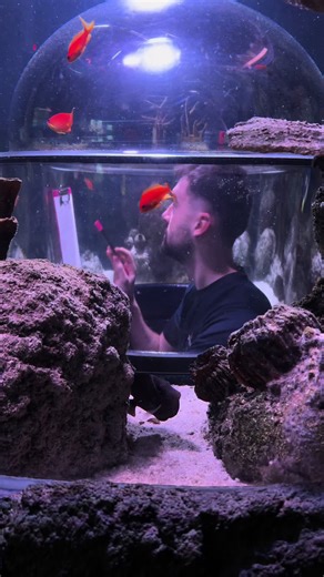 Annual Animal Counts: Keeping Track of Fish Health