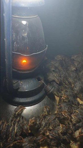 Quail farm like in the 90s! 🚜#QuailFarming #QuailChicks #Brooding #PaharerChasi #PaharerLife