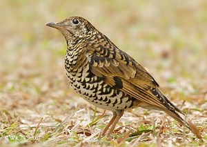 Scaly thrush - Alchetron, The Free Social Encyclopedia