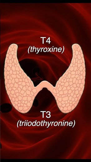 THYROID - T3 and T4